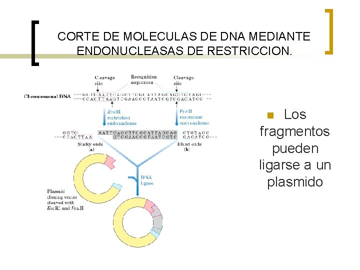 CORTE DE MOLECULAS DE DNA MEDIANTE ENDONUCLEASAS DE RESTRICCION. Los fragmentos pueden ligarse a