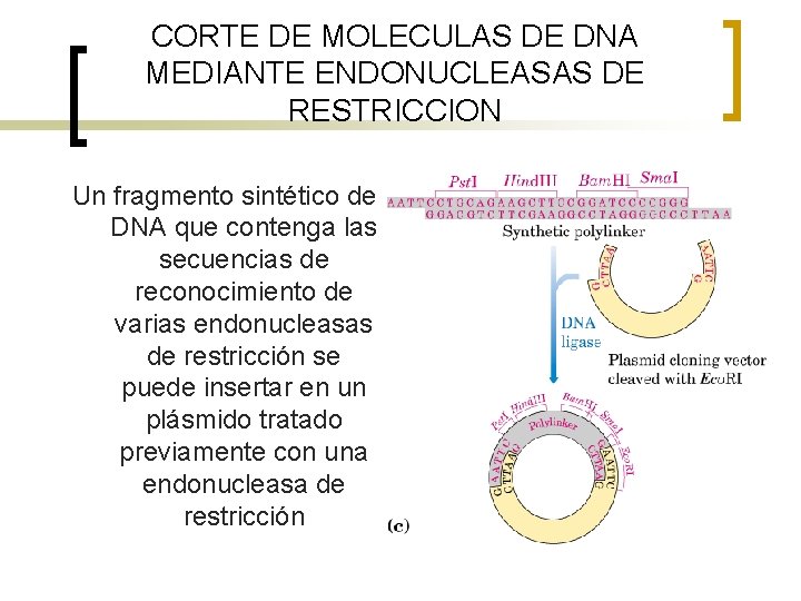 CORTE DE MOLECULAS DE DNA MEDIANTE ENDONUCLEASAS DE RESTRICCION Un fragmento sintético de DNA