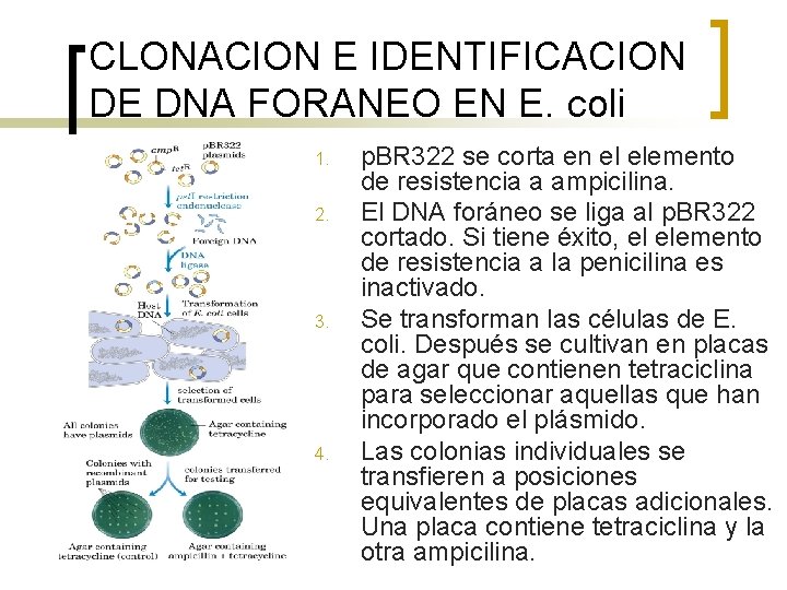 CLONACION E IDENTIFICACION DE DNA FORANEO EN E. coli 1. 2. 3. 4. p.