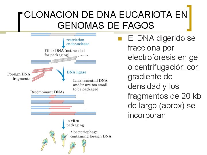 CLONACION DE DNA EUCARIOTA EN GENOMAS DE FAGOS n El DNA digerido se fracciona