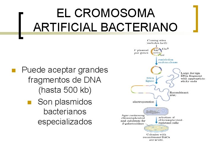 EL CROMOSOMA ARTIFICIAL BACTERIANO n Puede aceptar grandes fragmentos de DNA (hasta 500 kb)
