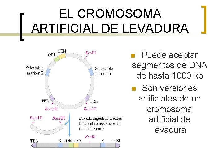 EL CROMOSOMA ARTIFICIAL DE LEVADURA Puede aceptar segmentos de DNA de hasta 1000 kb