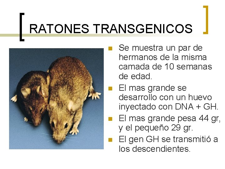 RATONES TRANSGENICOS n n Se muestra un par de hermanos de la misma camada