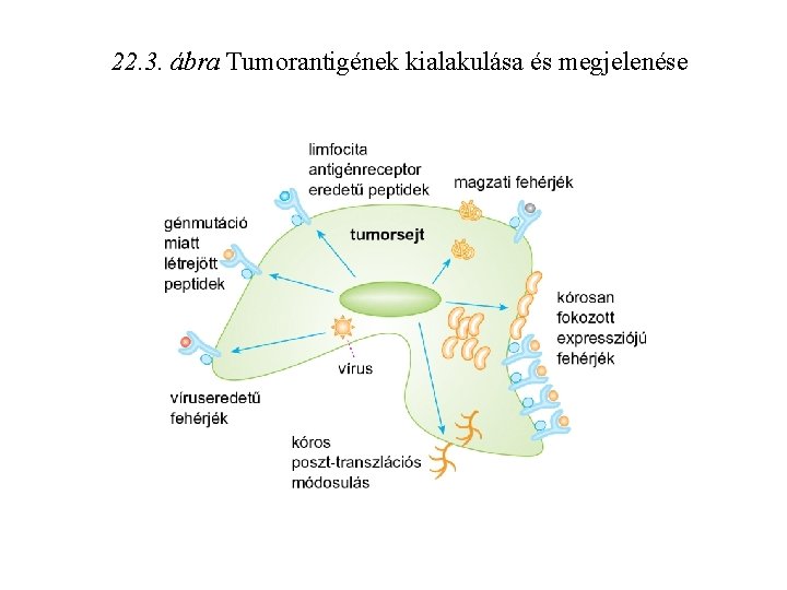 22. 3. ábra Tumorantigének kialakulása és megjelenése 22. 3. ábra Tumorantigének kialakulása és megjelenése