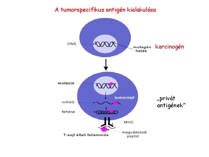 A tumorspecifikus antigén kialakulása karcinogén „privát antigének” 