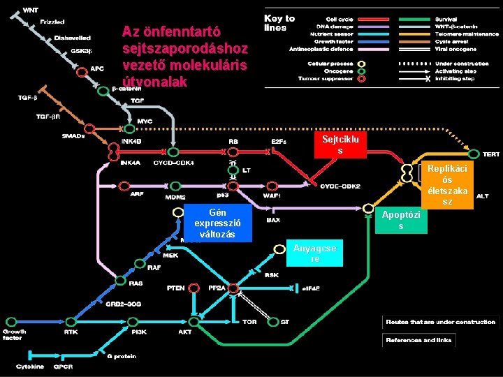 Az önfenntartó sejtszaporodáshoz vezető molekuláris útvonalak Sejtciklu s Replikáci ós életszaka sz Gén expresszió