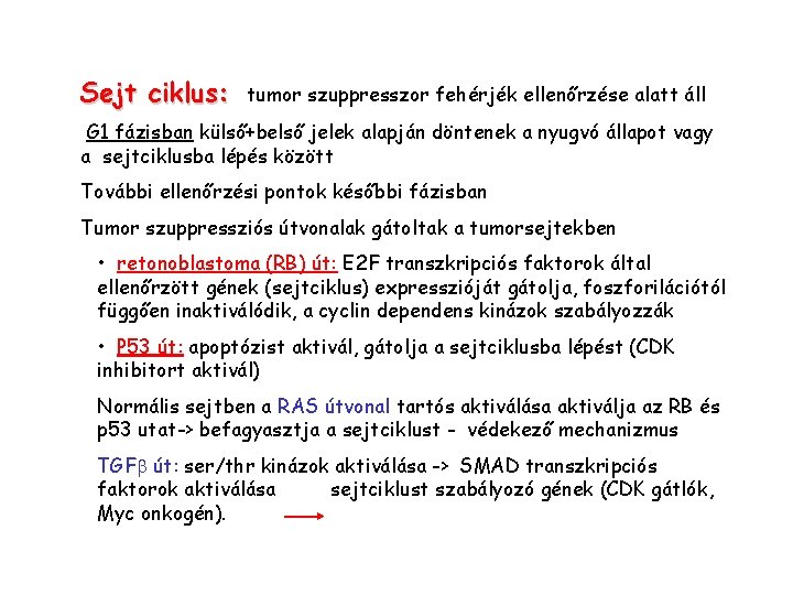 Sejt ciklus: tumor szuppresszor fehérjék ellenőrzése alatt áll G 1 fázisban külső+belső jelek alapján