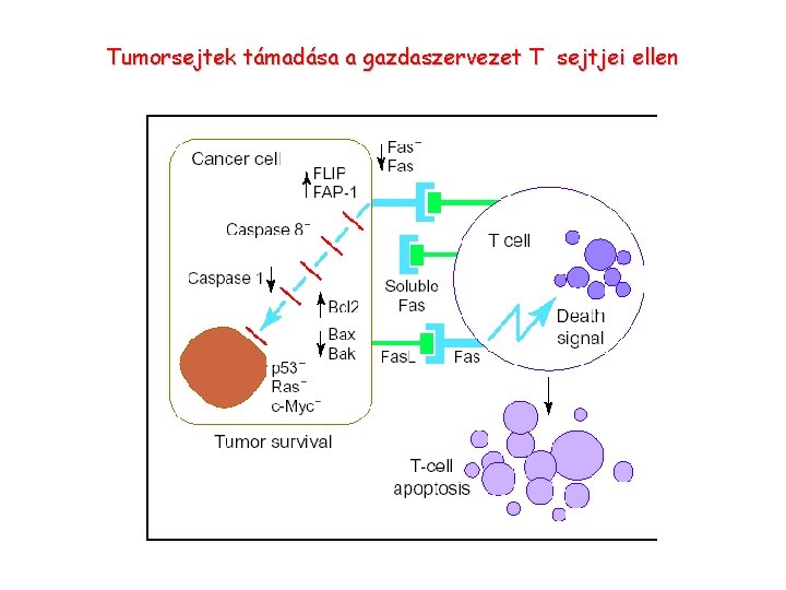 Tumorsejtek támadása a gazdaszervezet T sejtjei ellen 
