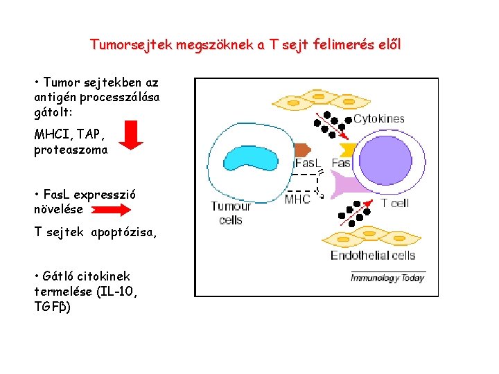 Tumorsejtek megszöknek a T sejt felimerés elől • Tumor sejtekben az antigén processzálása gátolt: