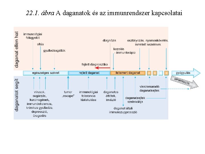 22. 1. ábra A daganatok és az immunrendszer kapcsolatai 