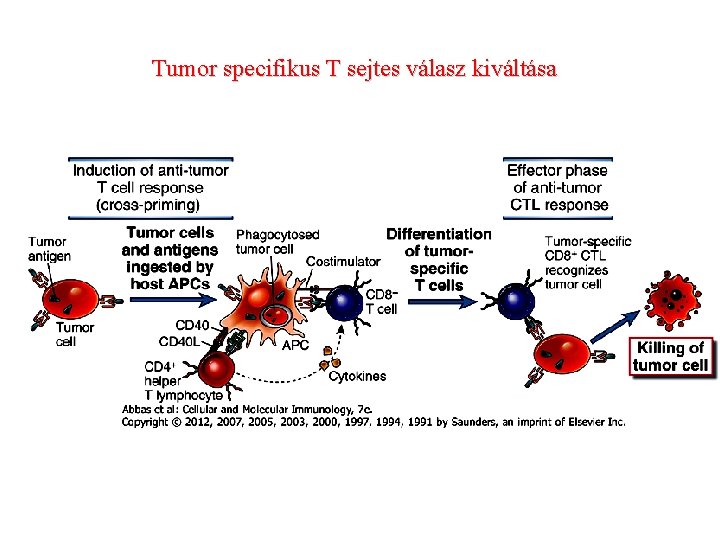 Tumor specifikus T sejtes válasz kiváltása Tumor specifikus T sejtes válasz kiváltása