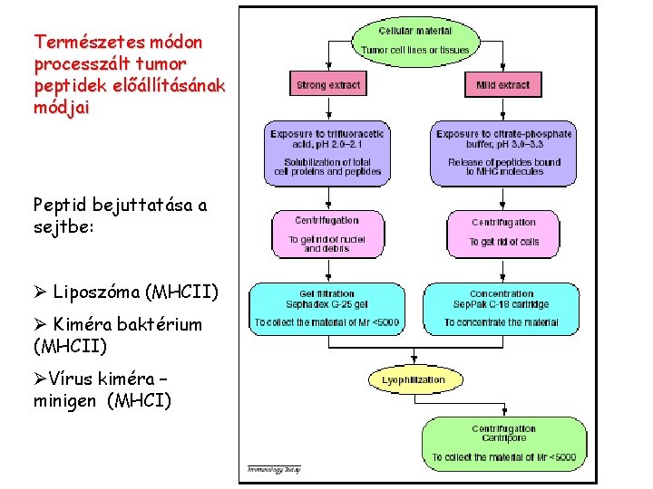 Természetes módon processzált tumor peptidek előállításának módjai Peptid bejuttatása a sejtbe: Ø Liposzóma (MHCII)