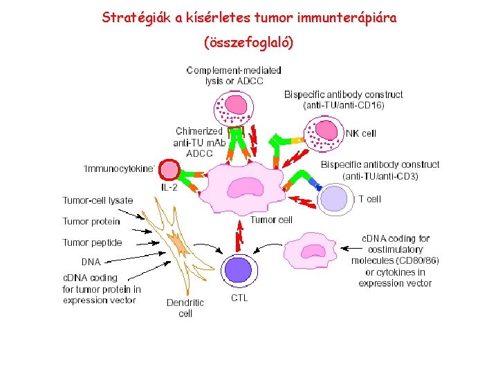 Stratégiák a kísérletes tumor immunterápiára (összefoglaló) Stratégiák a kísérletes tumor immunterápiára (összefoglaló)