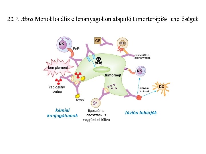 22. 7. ábra Monoklonális ellenanyagokon alapuló tumorterápiás lehetőségek 