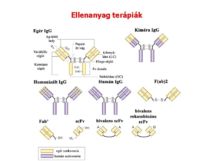Ellenanyag terápiák Ellenanyag terápiák