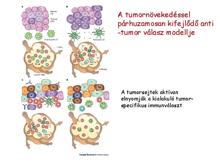 A tumornövekedéssel párhuzamosan kifejlődő anti -tumor válasz modellje A tumorsejtek aktívan elnyomják a kialakuló