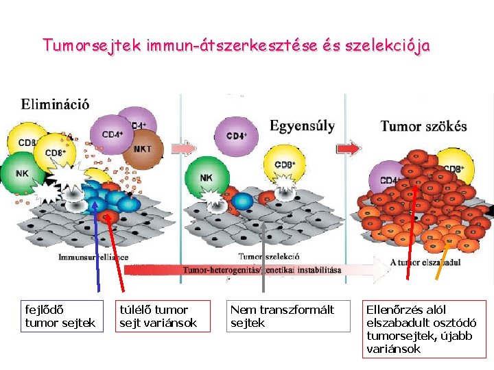 Tumorsejtek immun-átszerkesztése és szelekciója fejlődő tumor sejtek túlélő tumor sejt variánsok Nem transzformált sejtek