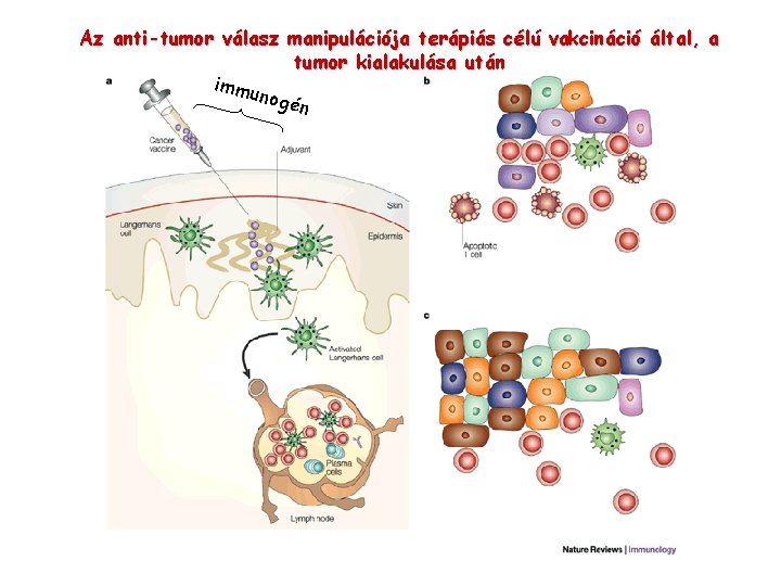 Az anti-tumor válasz manipulációja terápiás célú vakcináció által, a tumor kialakulása után immu nogé