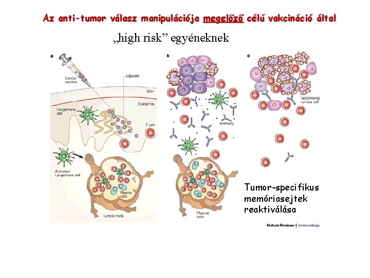 Az anti-tumor válasz manipulációja megelőző célú vakcináció által „high risk” egyéneknek Tumor-specifikus memóriasejtek reaktiválása