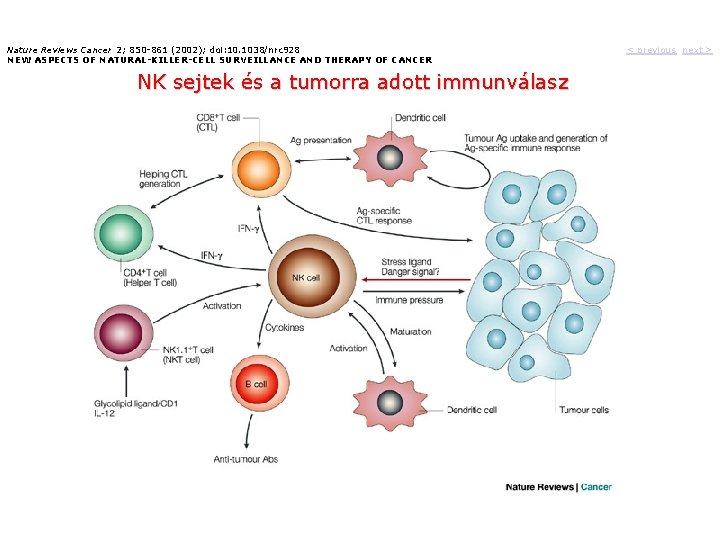 Nature Reviews Cancer 2; 850 -861 (2002); doi: 10. 1038/nrc 928 NEW ASPECTS OF