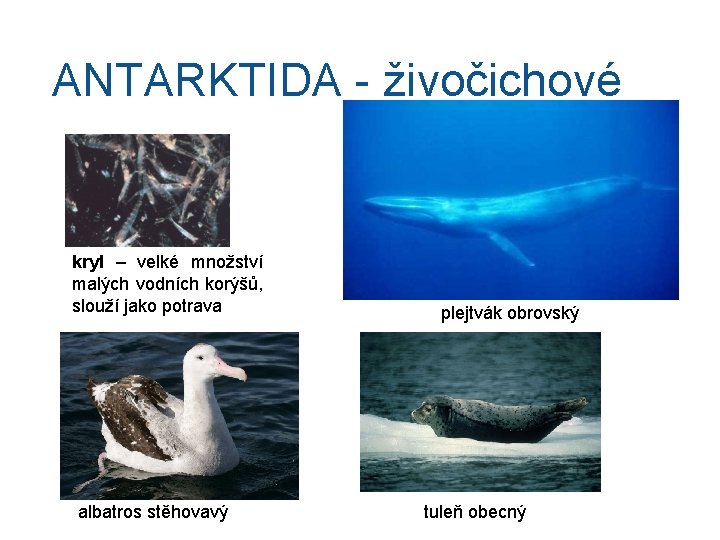 ANTARKTIDA - živočichové kryl – velké množství malých vodních korýšů, slouží jako potrava albatros