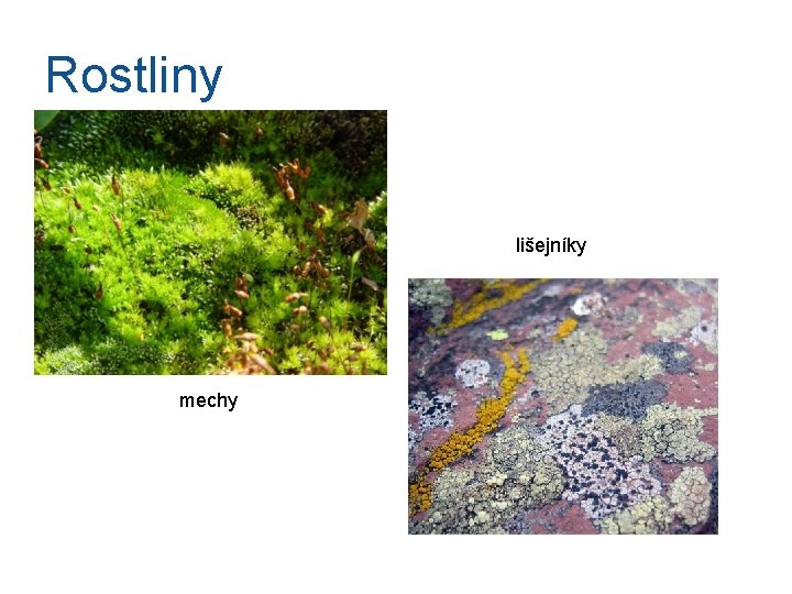 Rostliny lišejníky mechy 