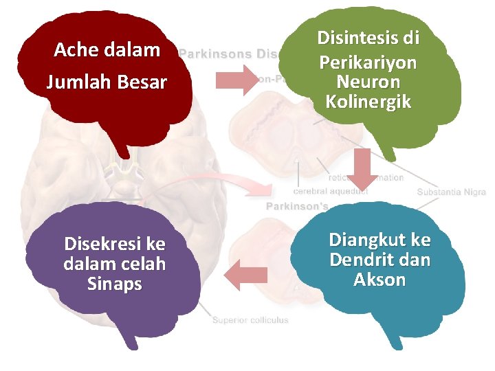 Ache dalam Jumlah Besar Disekresi ke dalam celah Sinaps Disintesis di Perikariyon Neuron Kolinergik