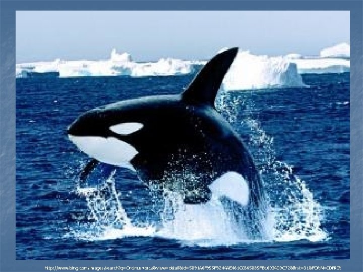 http: //www. bing. com/images/search? q=Orcinus+orca&view=detail&id=5891 A 6 F 955 F 8244 AE 461 CC http: //www. bing. com/images/search? q=Orcinus+orca&view=detail&id=5891 A 6 F 955 F 8244 AE 461 CC