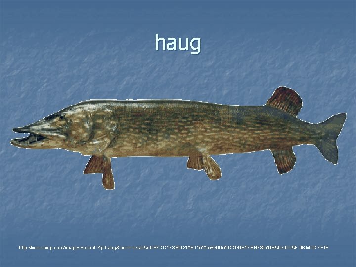 haug http: //www. bing. com/images/search? q=haug&view=detail&id=87 DC 1 F 3 B 6 C 4