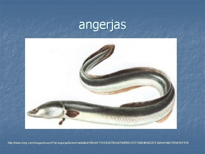 angerjas http: //www. bing. com/images/search? q=angerjas&view=detail&id=5 EAAF 172 DEA 27 B 3 A 2