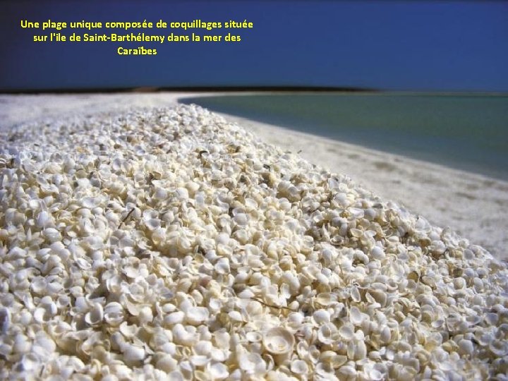 Une plage unique composée de coquillages située sur l'ile de Saint-Barthélemy dans la mer