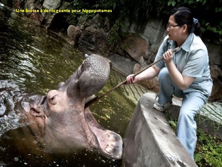 Une brosse à dents géante pour hippopotames 