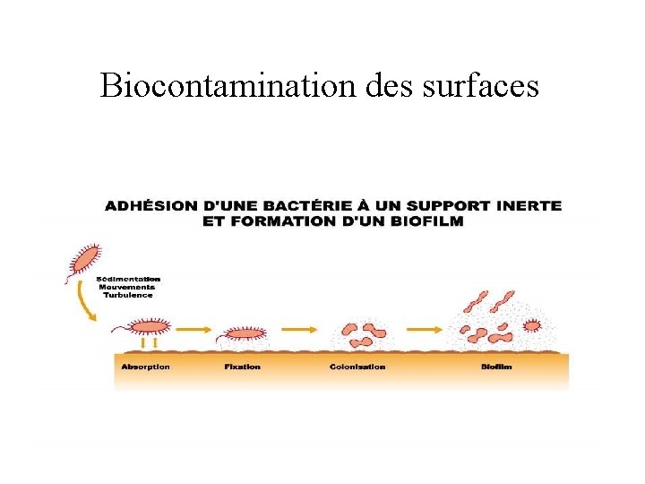 Biocontamination des surfaces 