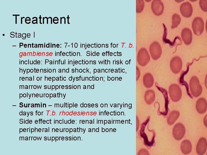 Treatment • Stage I – Pentamidine: 7 -10 injections for T. b. gambiense infection. Treatment • Stage I – Pentamidine: 7 -10 injections for T. b. gambiense infection.