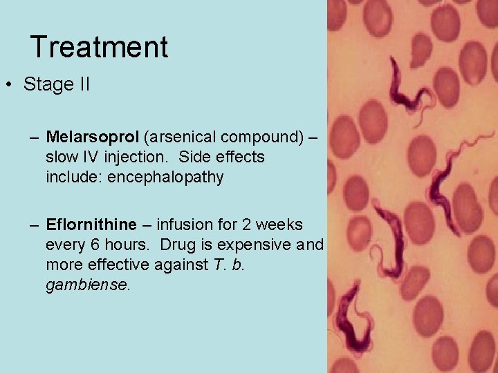 Treatment • Stage II – Melarsoprol (arsenical compound) – slow IV injection. Side effects Treatment • Stage II – Melarsoprol (arsenical compound) – slow IV injection. Side effects