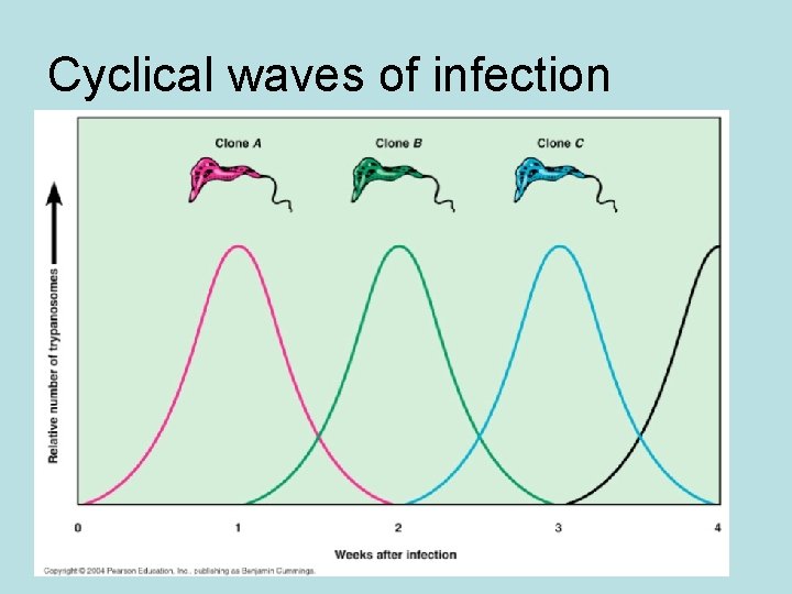 Cyclical waves of infection Cyclical waves of infection