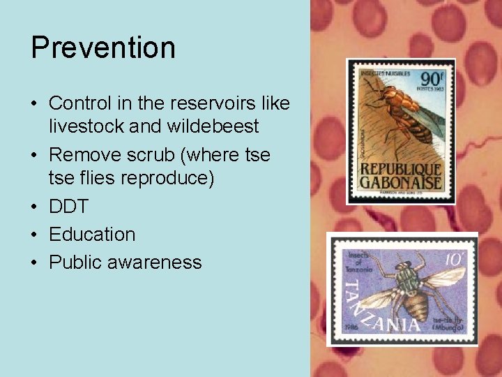 Prevention • Control in the reservoirs like livestock and wildebeest • Remove scrub (where Prevention • Control in the reservoirs like livestock and wildebeest • Remove scrub (where