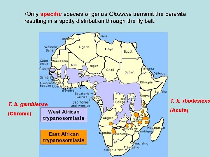 • Only specific species of genus Glossina transmit the parasite resulting in a • Only specific species of genus Glossina transmit the parasite resulting in a