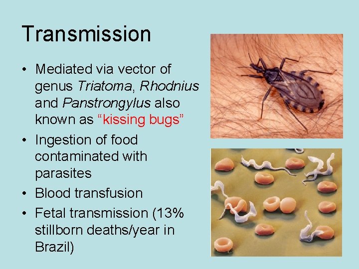Transmission • Mediated via vector of genus Triatoma, Rhodnius and Panstrongylus also known as Transmission • Mediated via vector of genus Triatoma, Rhodnius and Panstrongylus also known as