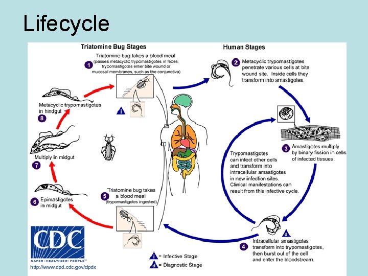 Lifecycle Lifecycle