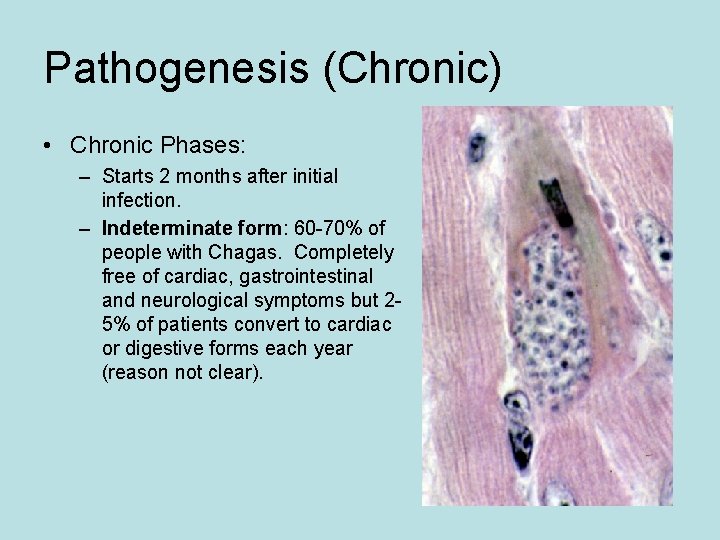 Pathogenesis (Chronic) • Chronic Phases: – Starts 2 months after initial infection. – Indeterminate Pathogenesis (Chronic) • Chronic Phases: – Starts 2 months after initial infection. – Indeterminate