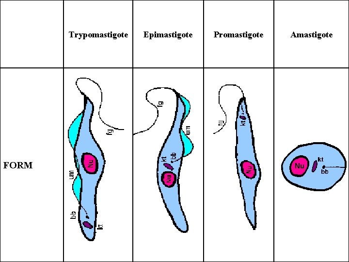 Trypomastigote FORM Epimastigote Promastigote Amastigote Trypomastigote FORM Epimastigote Promastigote Amastigote