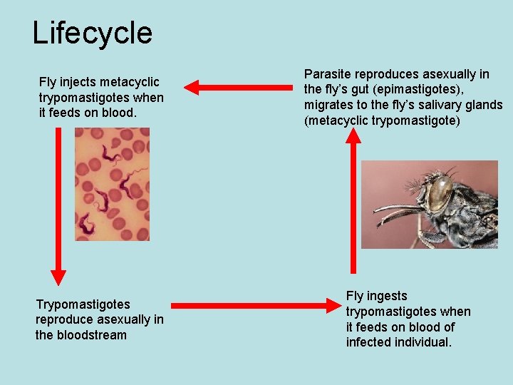 Lifecycle Fly injects metacyclic trypomastigotes when it feeds on blood. Trypomastigotes reproduce asexually in Lifecycle Fly injects metacyclic trypomastigotes when it feeds on blood. Trypomastigotes reproduce asexually in