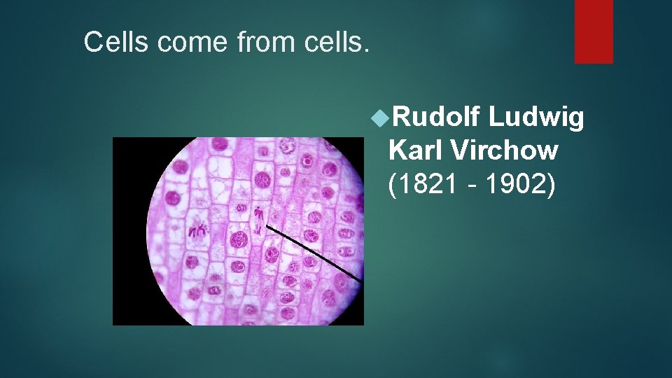 Cells come from cells. Rudolf Ludwig Karl Virchow (1821 - 1902) 
