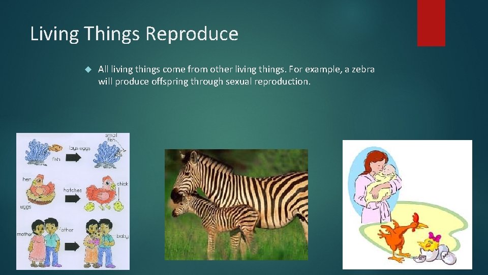 Living Things Reproduce All living things come from other living things. For example, a