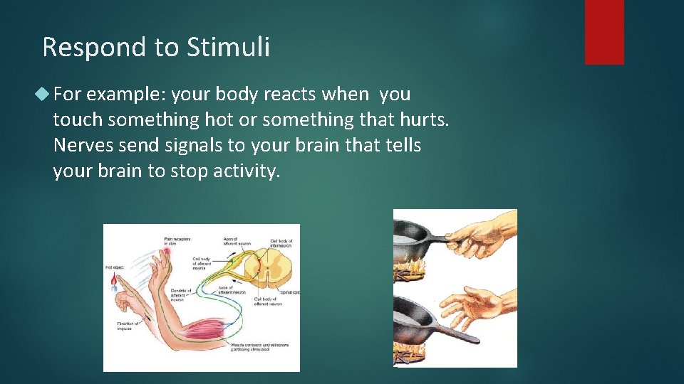 Respond to Stimuli For example: your body reacts when you touch something hot or