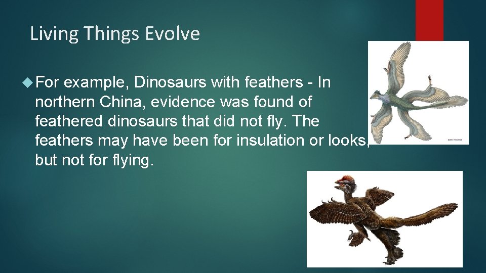 Living Things Evolve For example, Dinosaurs with feathers - In northern China, evidence was