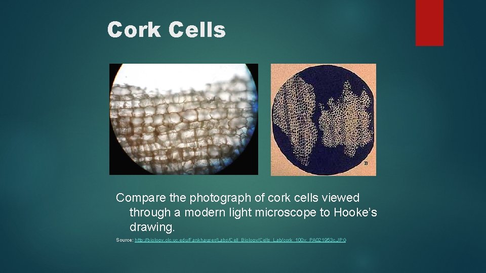 Cork Cells Compare the photograph of cork cells viewed through a modern light microscope