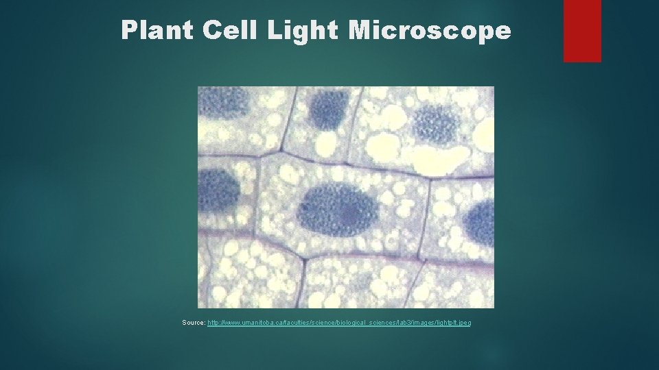 Plant Cell Light Microscope Source: http: //www. umanitoba. ca/faculties/science/biological_sciences/lab 3/images/lightplt. jpeg 