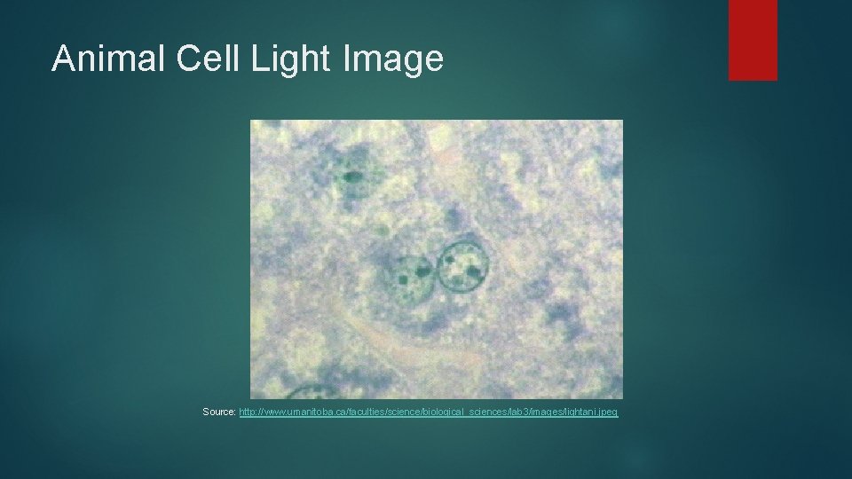 Animal Cell Light Image Source: http: //www. umanitoba. ca/faculties/science/biological_sciences/lab 3/images/lightani. jpeg 